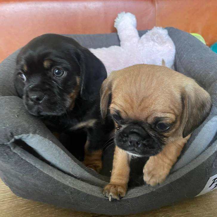 Deux Pugaliers assis sur un lit pour chien