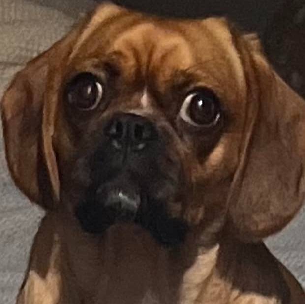 Photo d'un Pugalier regardant la caméra et assis sur un matelas