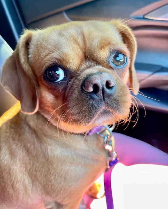 Un Pugalier portant un collier et assis sur le siège d'une voiture