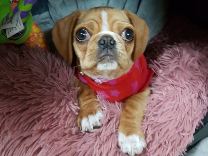 Un Pugalier portant un bandana rouge autour de son cou et assis sur une moquette