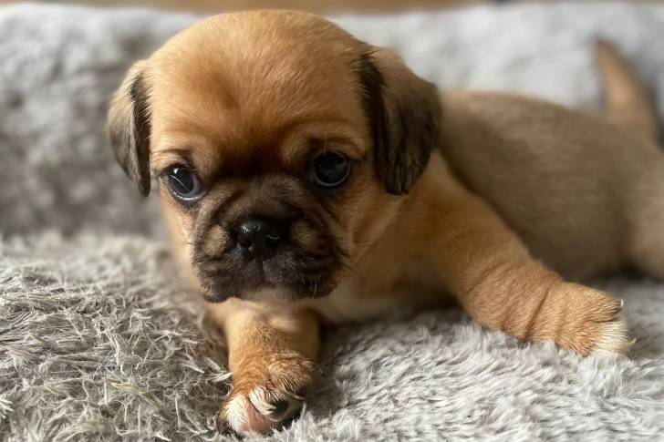 Un Pugalier allongé sur une couverture en fourrure grise