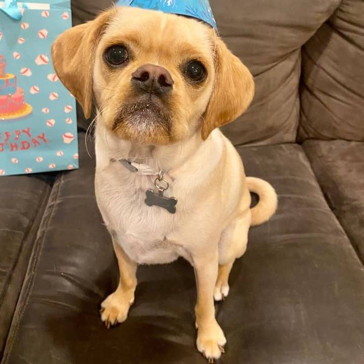 Un Pugalier assis sur un canapé en cuir brun avec un sac cadeau bleu en arrière-plan