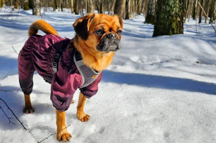 Un Pugalier portant une veste violette et se tenant sur une couche de neige dans une forêt
