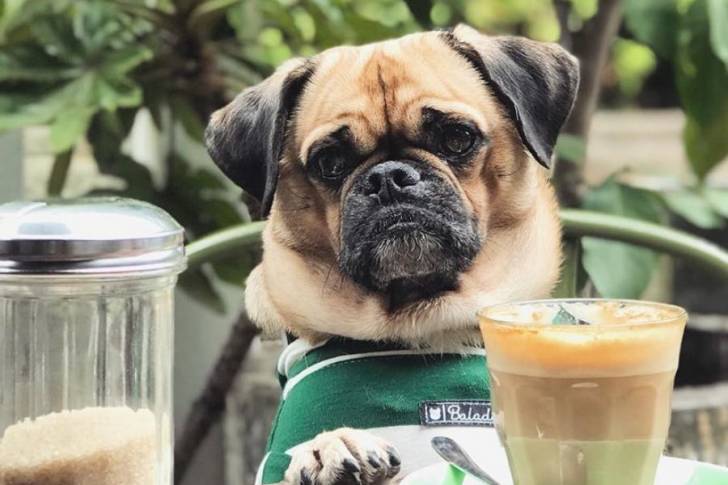 Un Pugalier assis à une table avec un latte et un pot de sucre