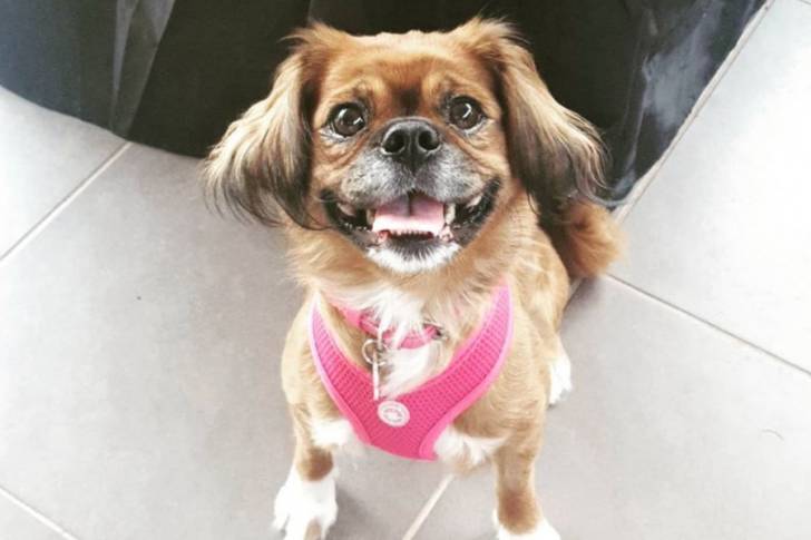 Un Pugalier portant un harnais et regardant la caméra avec sa bouche ouverte 