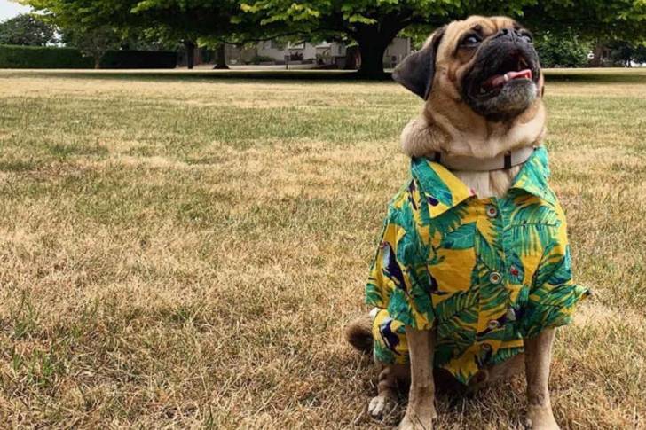 Un Pugalier portant une chemise hawaïenne et assis dans un champ d’herbe sèche