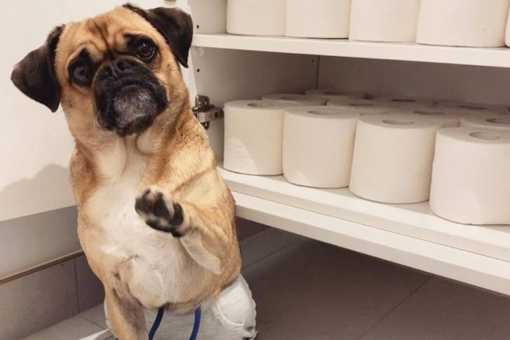 Un Pugalier debout sur ses pattes arrière devant une étagère de papier toilette