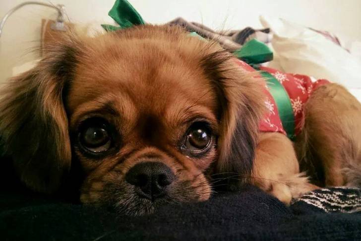 Un Pugalier portant un pull de Noël et allongé sur une couverture à motifs