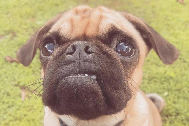 Un Pugalier faisant face à la caméra avec en arrière-plan un champ herbeux