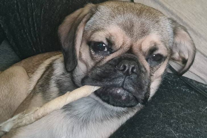 Un Pugalier allongé sur un canapé noir