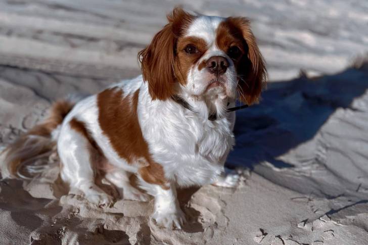 Un Pugalier assis sur une plage de sable
