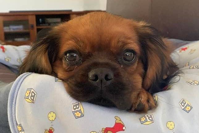 Un Pugalier reposant sa tête sur un lit pour chien
