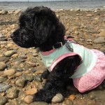 Un Pugapoo portant un pull et assis sur une plage rocheuse