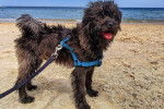 Un Pugapoo tenu en laisse sur une plage