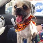 Un Pugapoo avec un collier rouge et assis sur les genoux d’une personne dans le siège d’une voiture