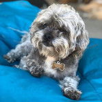 Un Pugapoo allongé sur un pouf bleu