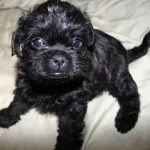 Un Pugapoo regardant la caméra et assis sur un matelas