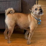 Un Pugapoo debout dans un salon