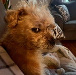 Un Pugapoo couché un canapé gris avec des oreillers à motifs blancs et noirs