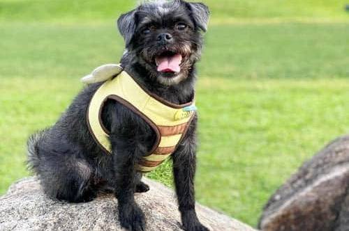 Un Pugapoo assis sur un rocher dans un parc