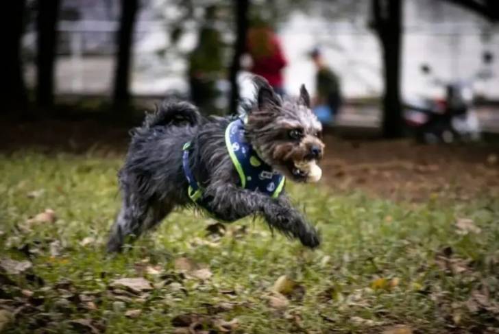 Un Pugapoo portant un harnais et courant sur un terrain herbeux