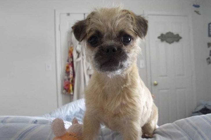 Un Pugapoo faisant face à la caméra et assis sur un matelas