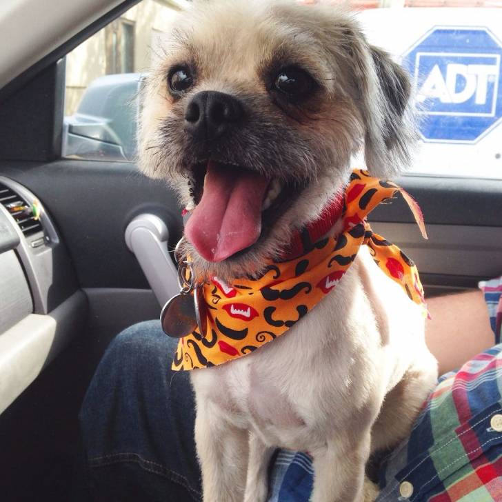 Un Pugapoo avec un collier rouge et assis sur les genoux d’une personne dans le siège d’une voiture