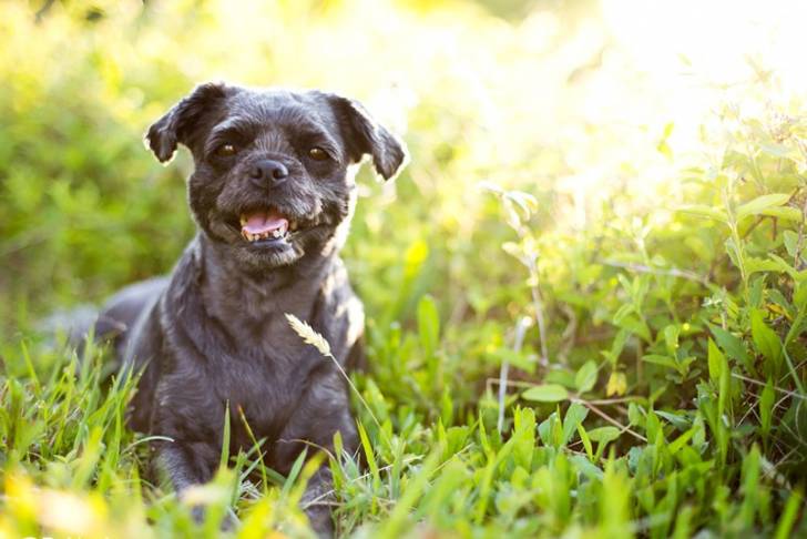 Un Pugapoo allongé dans une zone herbeuse