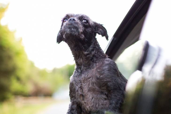 Un Pugapoo avec un pelage frisé sortant sa tête par la fenêtre d’une voiture