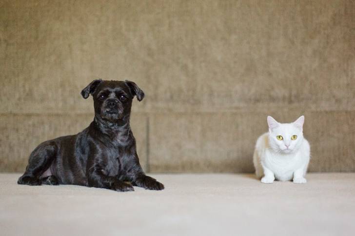 Photo d'un Pugapoo et d’un chat blanc assis côte à côte sur un sol beige