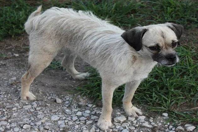 Un Pugapoo debout sur un chemin de gravier