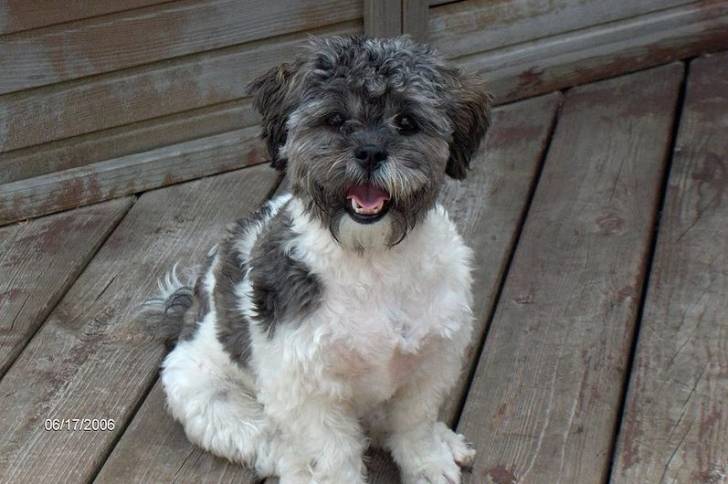 Un Pugapoo assis sur une terrasse en bois