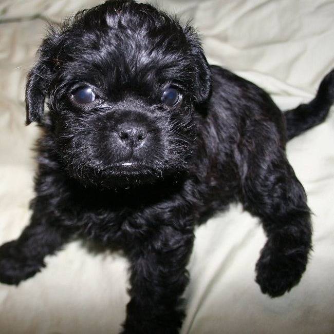 Un Pugapoo regardant la caméra et assis sur un matelas