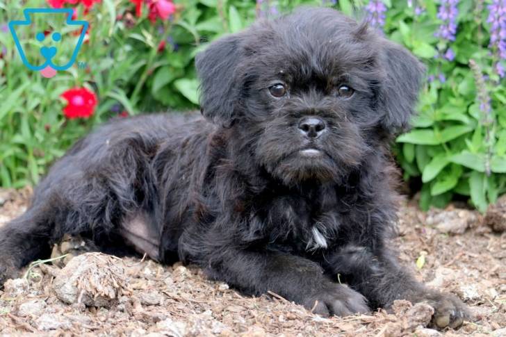 Un Pugapoo allongé sur un lit de terre et de paillis
