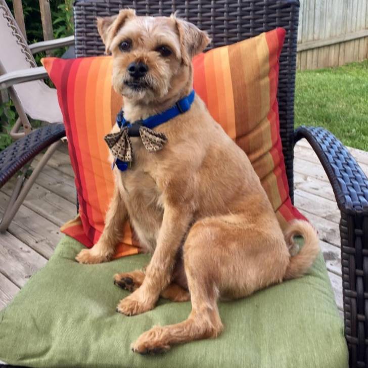 Un Pugapoo assis sur une chaise rembourrée verte avec un coussin à rayures orange derrière lui