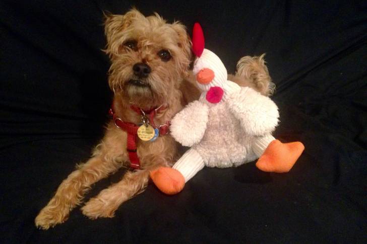 Un Pugapoo allongé sur un canapé noir avec un animal en peluche