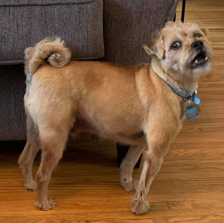 Un Pugapoo debout dans un salon