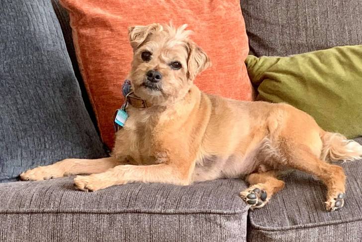 Un Pugapoo allongé sur un canapé gris