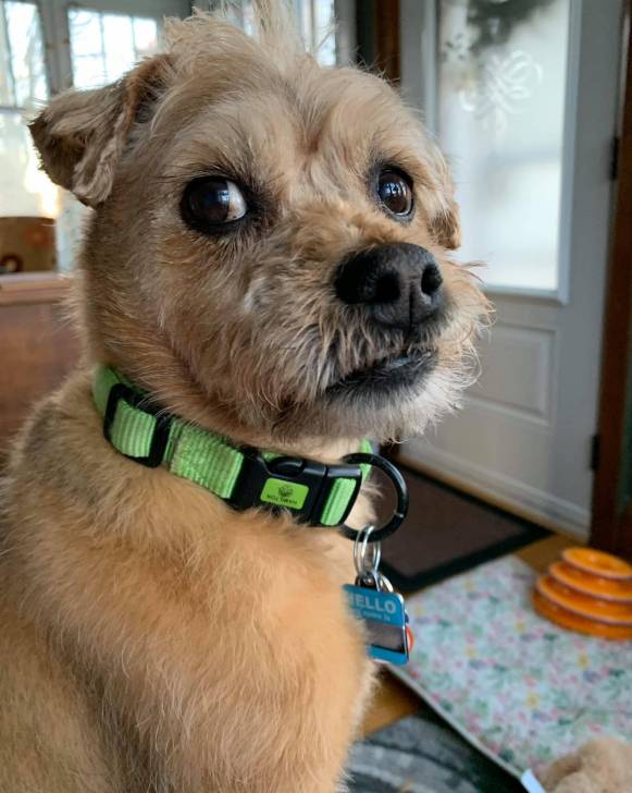 Un Pugapoo assis dans une pièce avec une fenêtre en arrière-plan