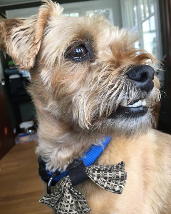 Photo d'un Pugapoo portant un collier et debout dans une pièce avec une fenêtre et quelques meubles