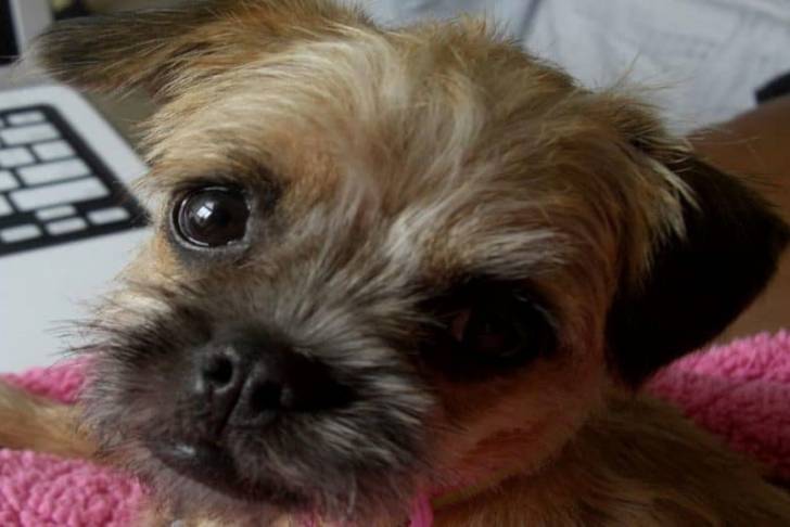 Photo en gros plan du visage d’un petit Pugapoo