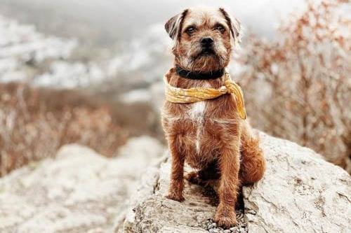 Un Pugapoo portant une écharpe et assis sur un rocher