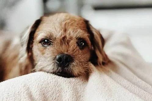 Un Pugapoo allongé sur une couverture blanche