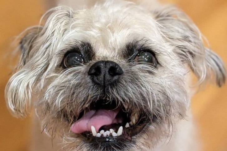 Photo en gros plan du visage d'un Pugapoo