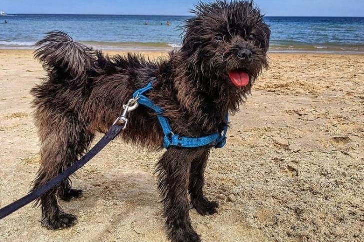 Un Pugapoo tenu en laisse sur une plage