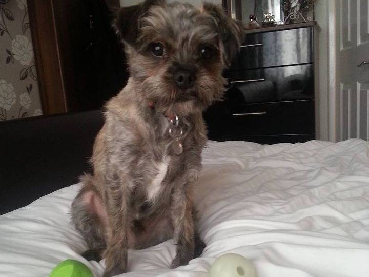 Un Pugapoo assis sur un lit avec deux jouets devant lui