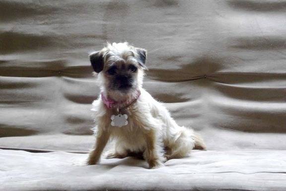 Un Pugapoo assis sur un canapé beige