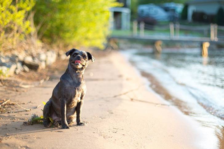 Un Pugapoo assis sur une plage de sable au bord de l'eau