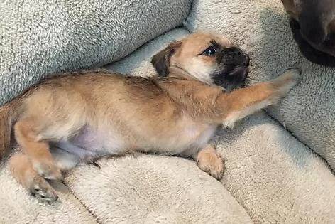 Un Pugapoo allongé sur une couverture grise