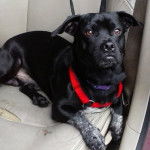 Un Pugmatian avec un collier rouge assis sur un siège de voiture